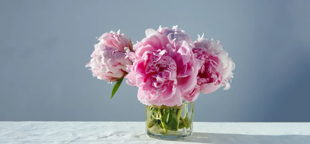 Как правильно ухаживать за пионами весной Как правильно ухаживать за пионами весной