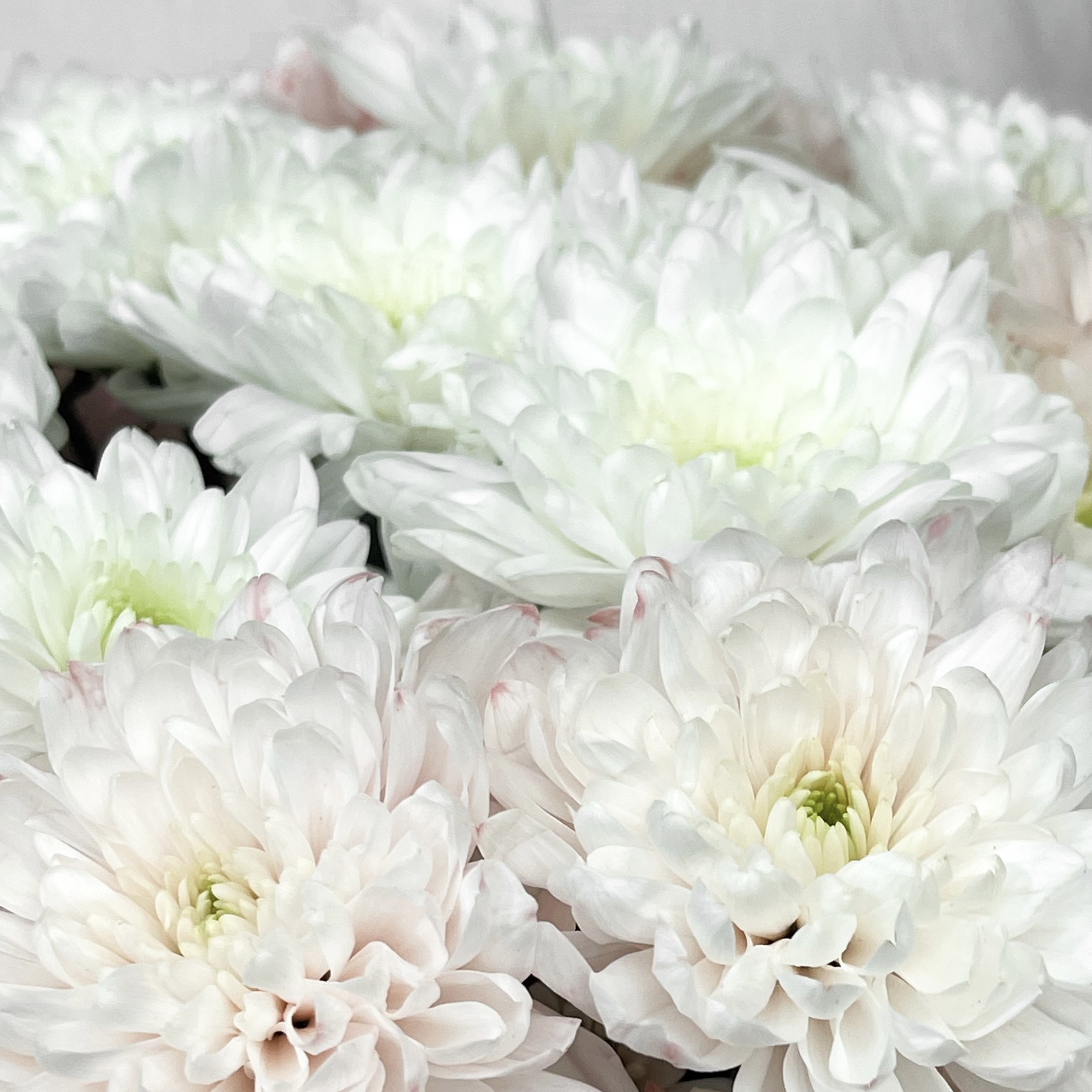 Букет Пудровый сад