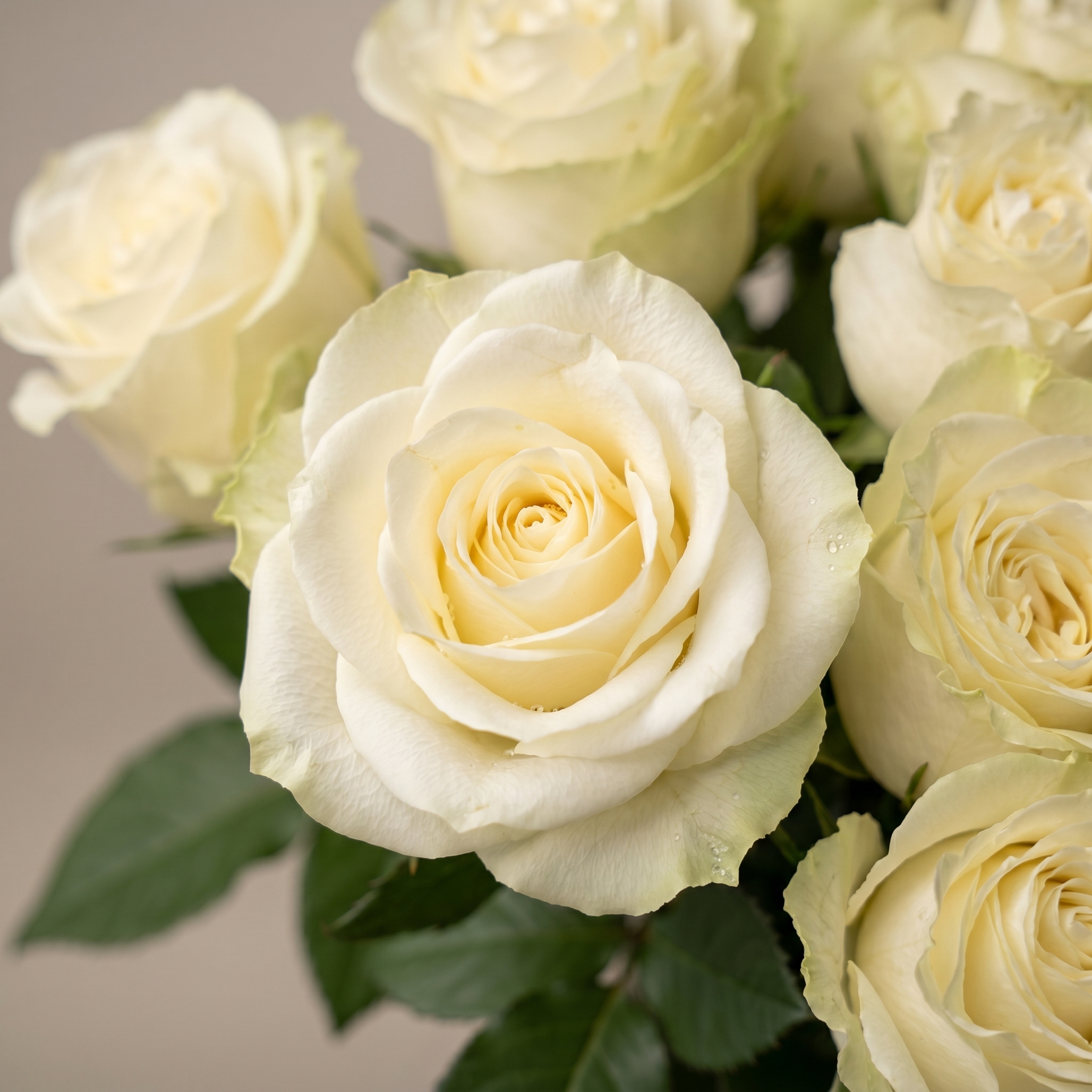 Букет Букет из 15 белых роз под ленту