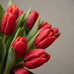 Тюльпаны